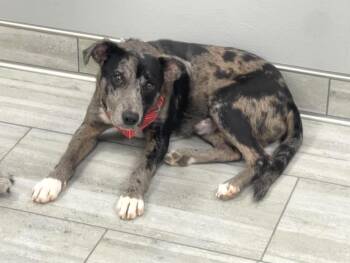 Colby the catahoula mix -  Catahoula Leopard Dog and Terrier Dog for Adoption in Muskego, Wisconsin - Colby The Catahoula Mix | PetCurious