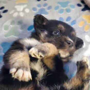 Australian Shepherd and Golden Retriever Dogs Available for Adoption - Ozzy | PetCurious