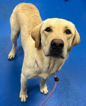 Gus -  Labrador Retriever Dog for Adoption in Elkton, Maryland - Gus | PetCurious