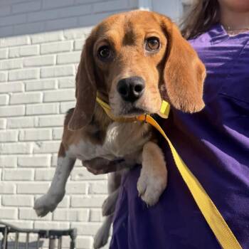 Onion Dip -  Beagle Dog for Adoption in Northbrook, Illinois - Onion Dip | PetCurious