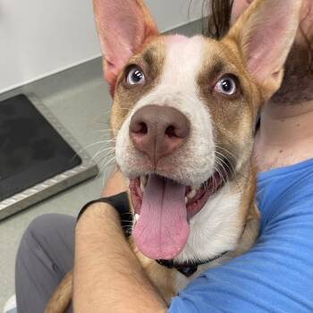 Pebbles -  Catahoula Leopard Dog and Husky Dog for Adoption in Portland, Oregon - Pebbles | PetCurious