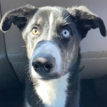 Leo -  Border Collie and Siberian Husky Dog for Adoption in Phoenix, Arizona - Leo | PetCurious