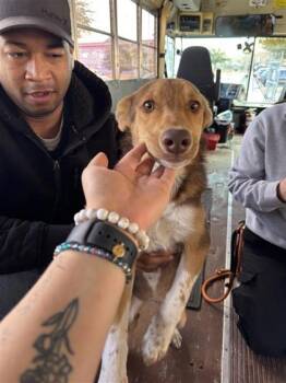 Bella -  Australian Shepherd and Mixed Breed Dog for Adoption in El Paso, Texas - Bella | PetCurious