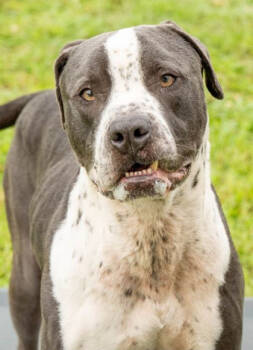 Rescue Mixed Breed Dogs for Adoption in Batavia, Ohio - Cash | PetCurious