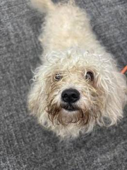 Mixed Breed Dogs Available for Adoption in West Chester, Pennsylvania - Sunni | PetCurious