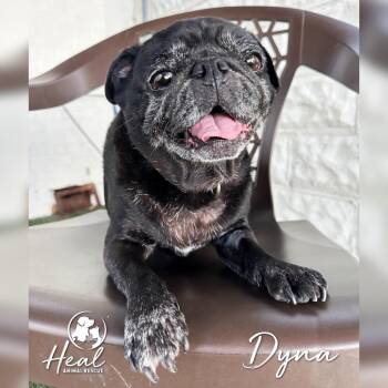 Dyna -  Pug Dog for Adoption in Youngwood, Pennsylvania - Dyna | PetCurious