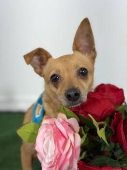 Chihuahua and Mixed Breed Dogs Available for Adoption in Carlsbad, California - Rose-One Of Our Amazing Rescue Dogs | PetCurious