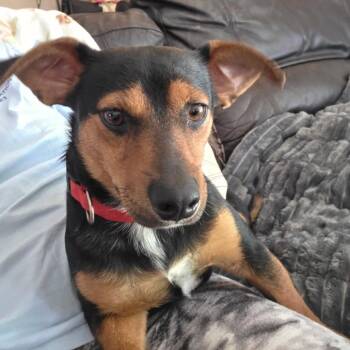Prince -  Mixed Breed Dog for Adoption in Tupelo, Mississippi - Prince | PetCurious