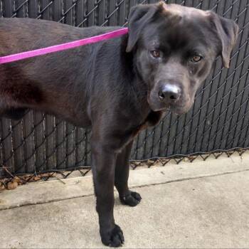 Alex -  Mixed Breed Dog for Adoption in Memphis, Tennessee - Alex | PetCurious