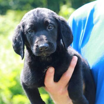 CT Mantis avail Jul 18 (Petco- Enfield, CT) -  Labrador Retriever and Mixed Breed Dog for Adoption in Stormville, New York - CT Mantis Avail Jul 18 (Petco- Enfield, CT) | PetCurious