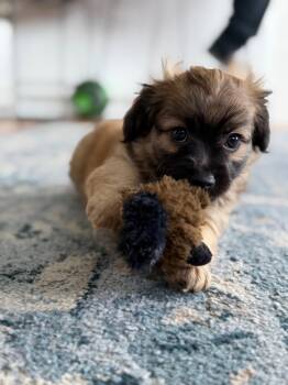 Cosmo -  Chihuahua and Terrier Dog for Adoption in Sunnyvale, California - Cosmo | PetCurious