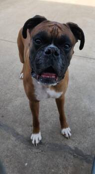 Boxer Dogs Available for Adoption in Fairfield, Iowa - Buddha | PetCurious