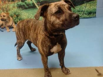 TRAVIESA -  Pit Bull Terrier and Mixed Breed Dog for Adoption in Moreno Valley, California - TRAVIESA | PetCurious