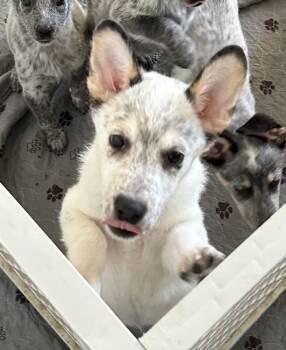 Rescue Australian Cattle Dog Blue Heeler Dogs for Adoption in Wildomar, California - Yuki | PetCurious