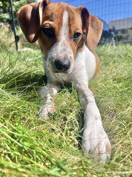 SCOOBY -  Terrier and Mixed Breed Dog for Adoption in Seale, Alabama - SCOOBY | PetCurious