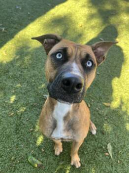 Rescue Black Mouth Cur Dogs for Adoption in Hilton Head Island, South Carolina - Lyric | PetCurious