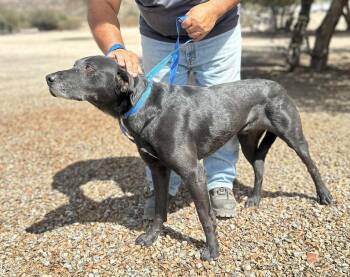 Rescue Black Labrador Retriever Dogs for Adoption in Ventura, California - Rootie | PetCurious