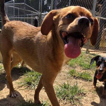 CHEVY -  Puggle Dog for Adoption in Athens, Alabama - CHEVY | PetCurious