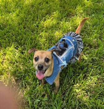 Honeybear the Happiest Little Shadow -  Rat Terrier and Chihuahua Dog for Adoption in Friendswood, Texas - Honeybear The Happiest Little Shadow | PetCurious