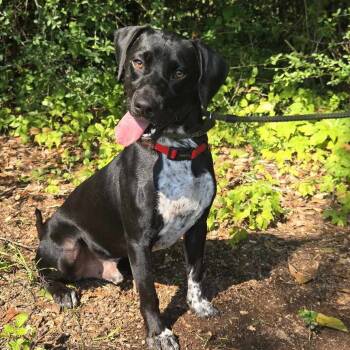 Rescue Black Labrador Retriever and Mixed Breed Dogs for Adoption in Tylertown, Mississippi - Fred | PetCurious