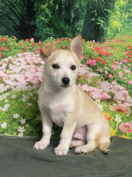 Labrador Retriever and Corgi Dogs Available for Adoption - Abe | PetCurious