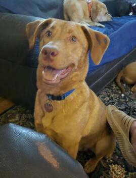 Rescue Labrador Retriever and Australian Shepherd Dogs for Adoption in Ross, Ohio - Michelob “Mich” | PetCurious
