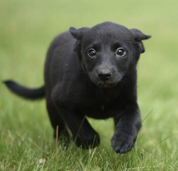 Labrador Retriever and Border Collie Dogs Available for Adoption in Mechanicsburg, Pennsylvania - SCARLETT | PetCurious