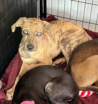 Catahoula Leopard Dog Dogs Available for Adoption in Lakeland, Florida - Force | PetCurious