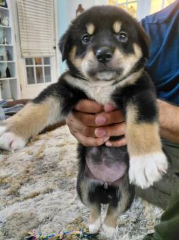 Artemis -  Bernese Mountain Dog and Bernedoodle Dog for Adoption - Artemis | PetCurious