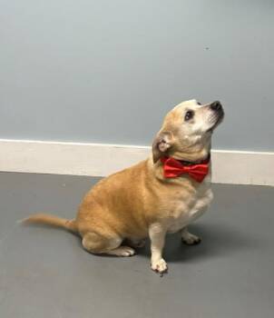 Prince -  Mixed Breed Dog for Adoption in Hawk Point, Missouri - Prince | PetCurious