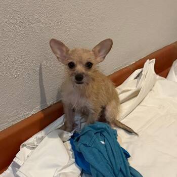 Chi Chi -  Yorkshire Terrier and Chihuahua Dog for Adoption in Bend, Oregon - Chi Chi | PetCurious