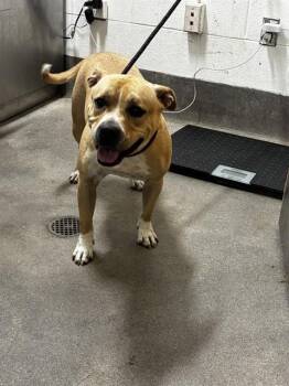 TRINA -  Pit Bull Terrier Dog for Adoption - TRINA | PetCurious