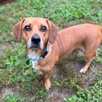 Merrythought -  Mixed Breed Dog for Adoption in Fredericksburg, Virginia - Merrythought | PetCurious