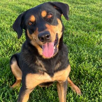 Balenciaga -  Rottweiler Dog for Adoption in Angleton, Texas - Balenciaga | PetCurious
