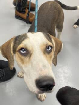 Rescue Labrador Retriever and Hound Dogs for Adoption in Hartsville, South Carolina - Jethro | PetCurious