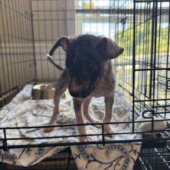 Rescue Chihuahua Dogs for Adoption in Boca Raton, Florida - Fuji 7231 | PetCurious