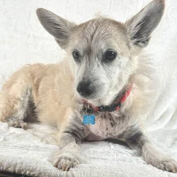 Spaghetti -  Mixed Breed Dog for Adoption in Johnson City, Tennessee - Spaghetti | PetCurious
