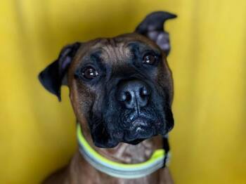 Russell -  Pit Bull Terrier and Boxer Dog for Adoption in Portland, Oregon - Russell | PetCurious
