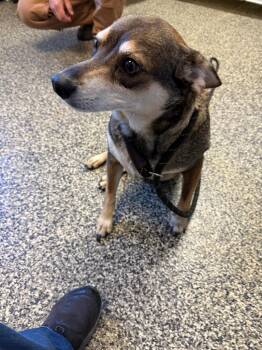 Mixed Breed Dogs Available for Adoption in Columbia, Tennessee - Elmer | PetCurious