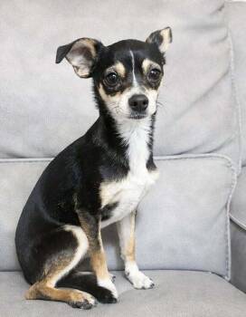 Chihuahua Dogs Available for Adoption - Rishi | PetCurious