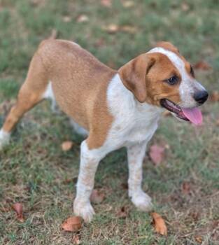 Theodosia -  Beagle and Australian Cattle Dog Blue Heeler Dog for Adoption in Morrilton, Arkansas - Theodosia | PetCurious