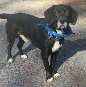 Denver -  Black Labrador Retriever and Mixed Breed Dog for Adoption in Sumter, South Carolina - Denver | PetCurious