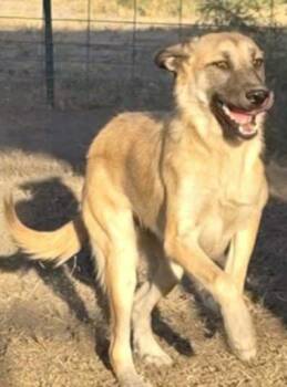 Rescue Shepherd Dogs for Adoption in Minneapolis, Minnesota - Aylin | PetCurious