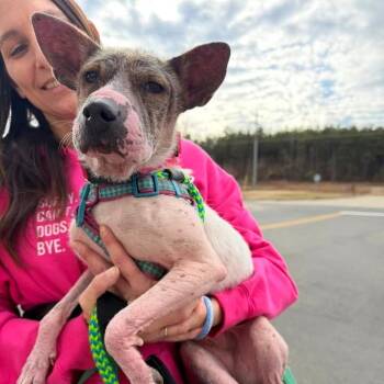 Lillie -  Mixed Breed Dog for Adoption in Fredericksburg, Virginia - Lillie | PetCurious