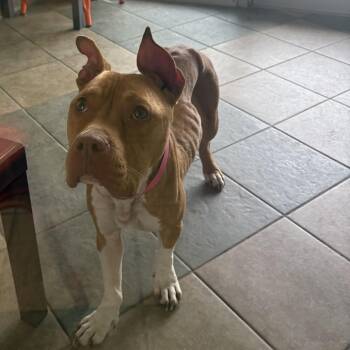 Mixed Breed Dogs Available for Adoption in Chattanooga, Tennessee - Nessie | PetCurious
