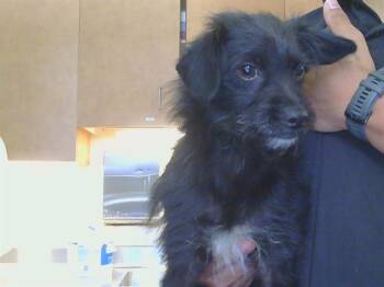 NERO -  Cairn Terrier Dog Available for Adoption in Sacramento, California - NERO | PetCurious
