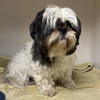 71382 -  Shih Tzu Dog for Adoption in Harrisonburg, Virginia - 71382 | PetCurious