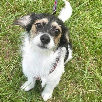 PRINCE -  Border Terrier and Terrier Dog for Adoption in Madisonville, Louisiana - PRINCE | PetCurious