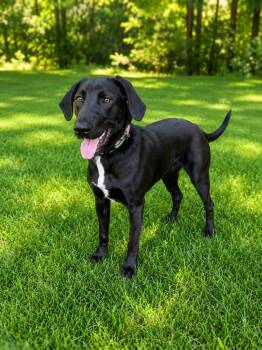 Porter -  Labrador Retriever Dog for Adoption in Rockville, Maryland - Porter | PetCurious