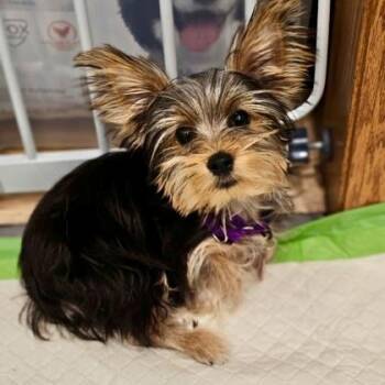 Zarah OGU -  Yorkshire Terrier and Mixed Breed Dog for Adoption in Elk Grove Village, Illinois - Zarah OGU | PetCurious